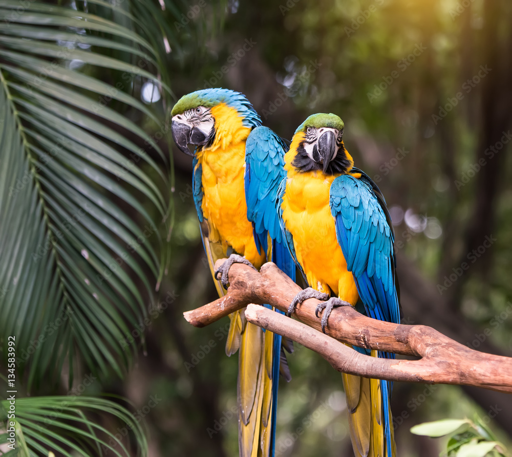 Obraz premium Colourful parrots bird sitting on the perch.