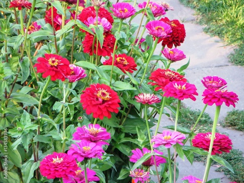 Slika na platnu zinnia bloom smallholding cottage summer blossoms