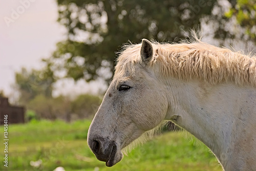 Big white horse on a field in Argentina