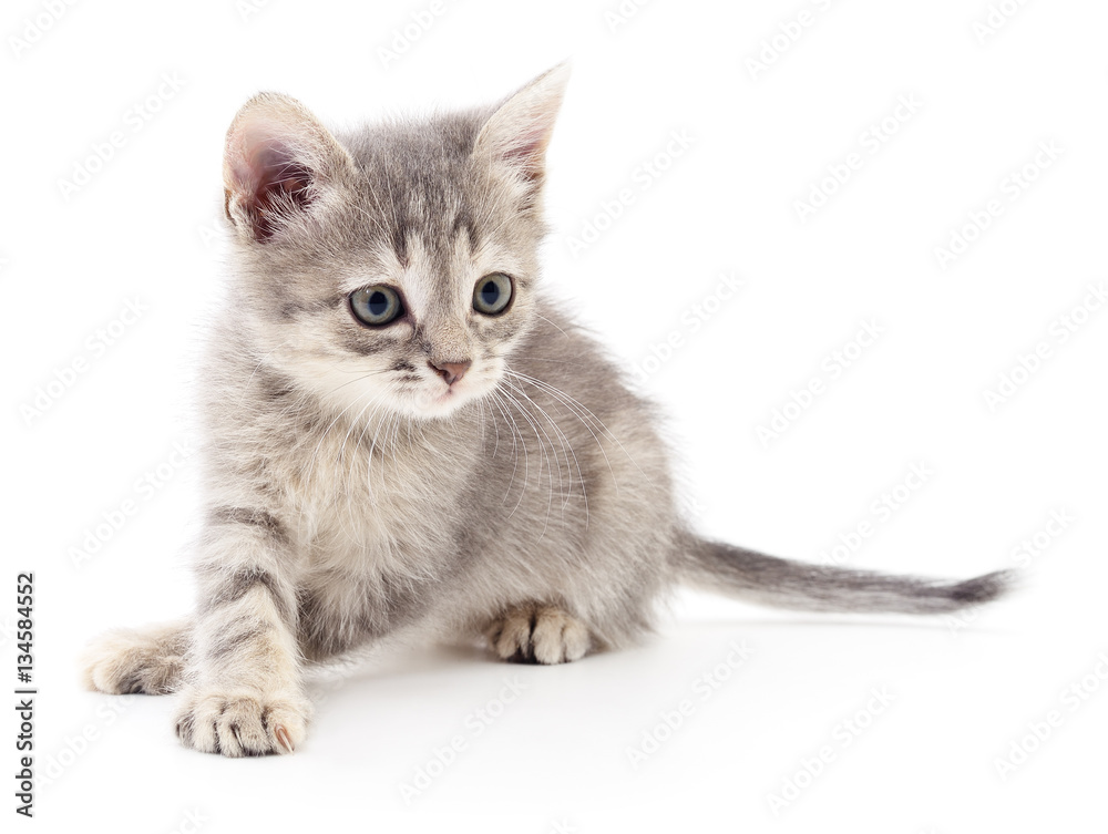 Obraz premium Small gray kitten.