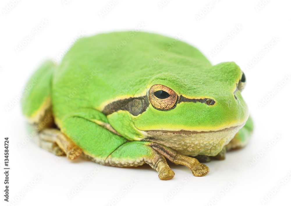 Fototapeta premium Green frog isolated.
