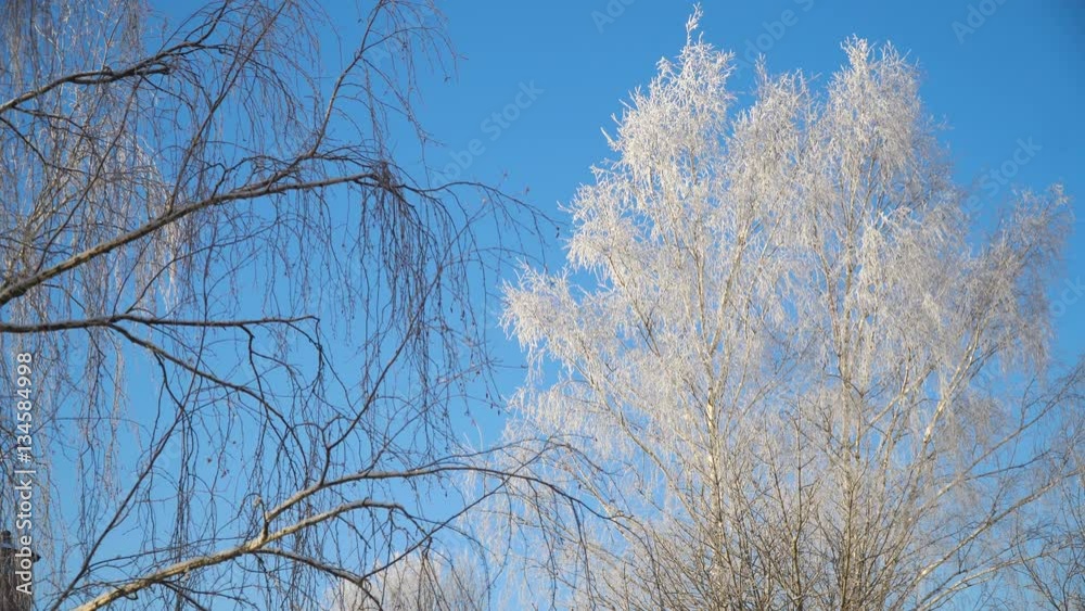 Trees covered with snow and frost. Winter landscape: Birch completely covered with frost in front of blue sky. 4K video Trees covered with snow and frost. Winter landscape: Birch completely covered with frost in front of blue sky. 4K video