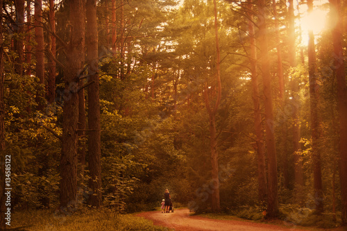 woman walking with a stroller at sunset in the forest with a daughter 