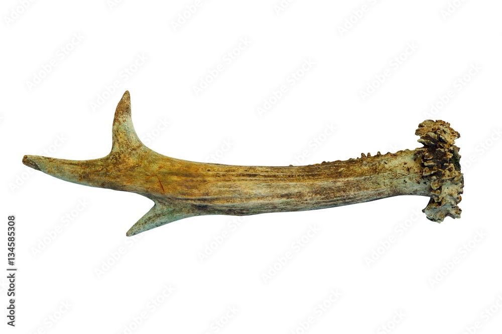 isolated roebuck horn isolated roebuck horn