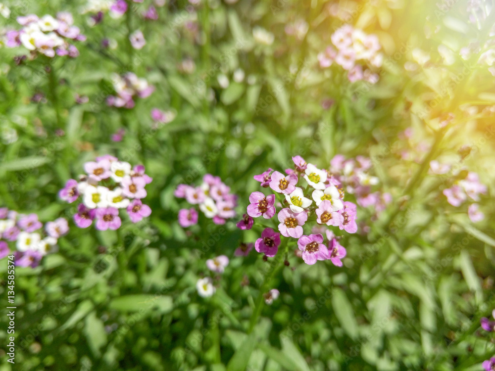 Beautiful little white purple flowers in the garden among greenery Beautiful little white purple flowers in the garden among greenery