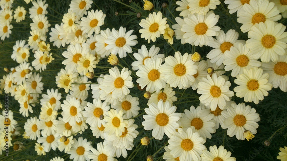 daisies daisies