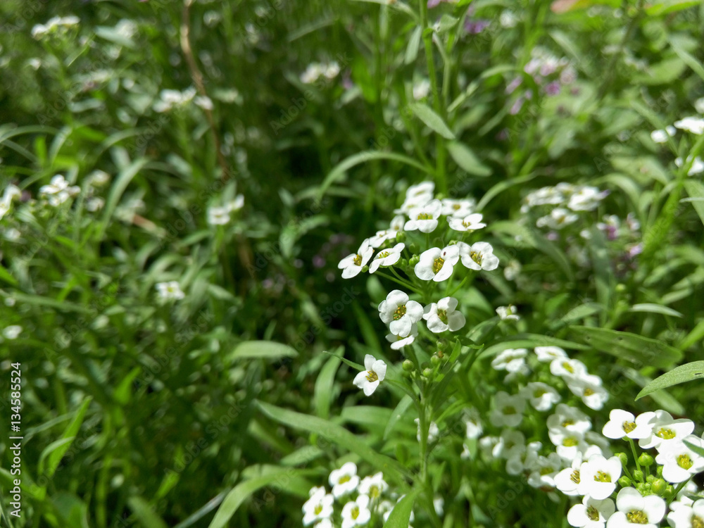 Beautiful little white flowers in the garden Beautiful little white flowers in the garden