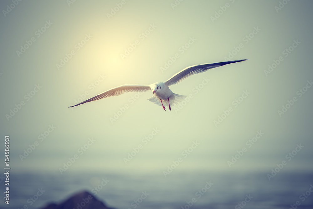 Obraz premium Sunset sky of light with seagulls in the air