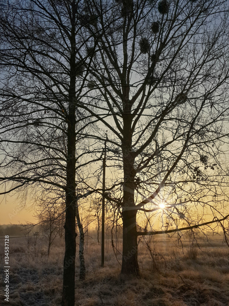 Beautiful morning sunrise, bare trees and winter landscape