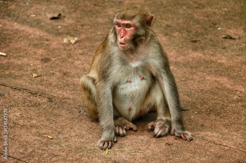 Monkeys of Hainan © Natalya K