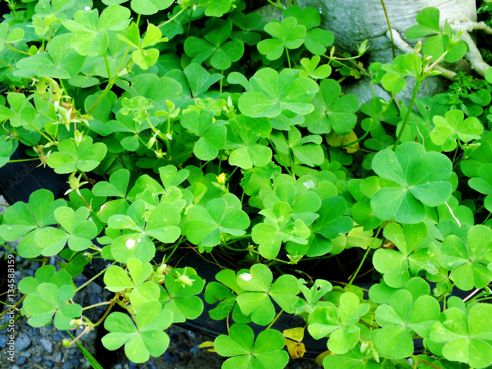 green leave texture natural background green leave texture natural background