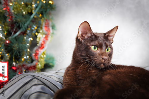 Photography Brown Havana siamese cat