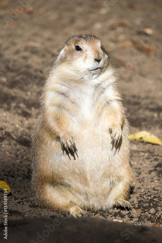 Wallpaper Mural 正面を向いて立っているプレーリードッグ Torontodigital.ca