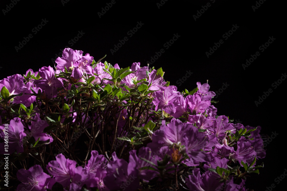 Japanese azalea pink flower on a black background Japanese azalea pink flower on a black background