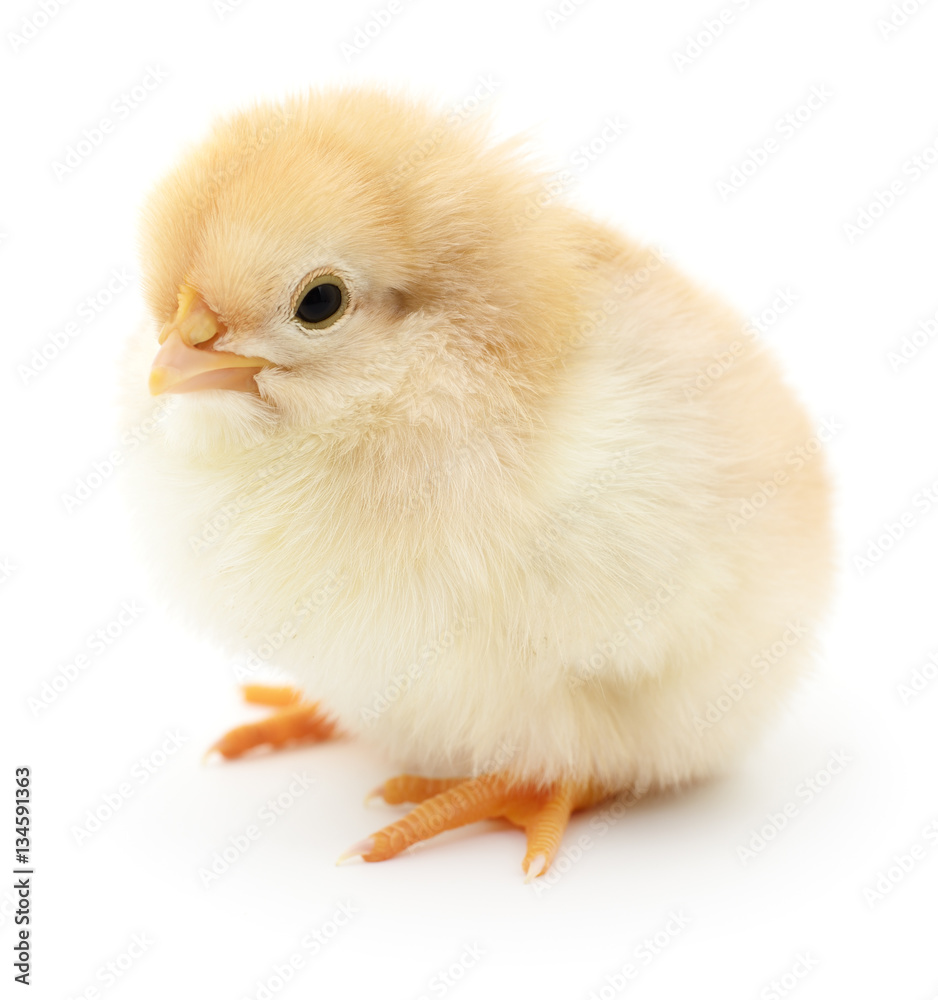 Obraz premium Small yellow chicken.