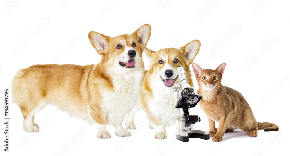 dog and cat on a white background dog and cat on a white background