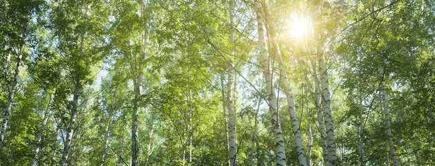 Fotobehang Berkenbos Zomerse berkentoppen panorama  © rustamank