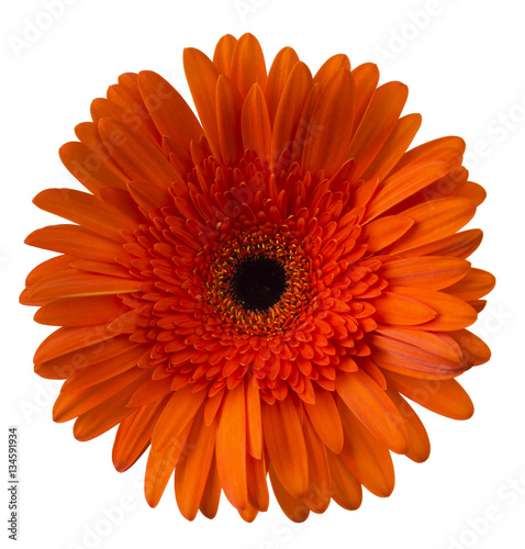 Vibrant bright orange  gerbera daisy flower blooming isolate on white background