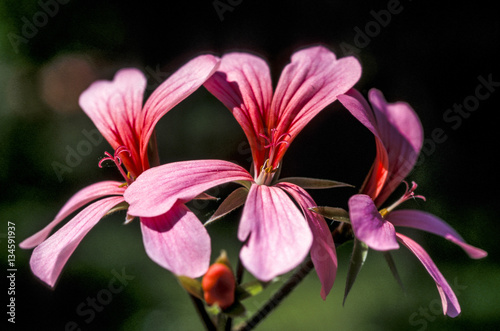 Flower  Begonia   Austria  Lower Austria  Southern Lower Austria