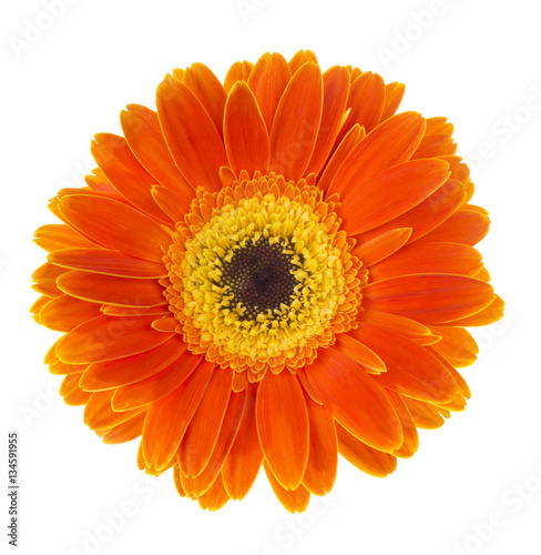Gerbera flower (Gerbera jamesonii) orange and yellow isolated on white background