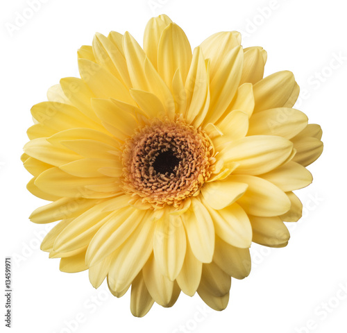 Vibrant bright yellow gerbera daisy flower blooming isolate on white background