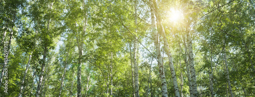 birch grove in the summer  upper branches of tree -- summer landscape  banner  panorama
