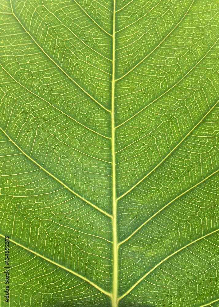 Design on leaf texture for pattern and background. Design on leaf texture for pattern and background.