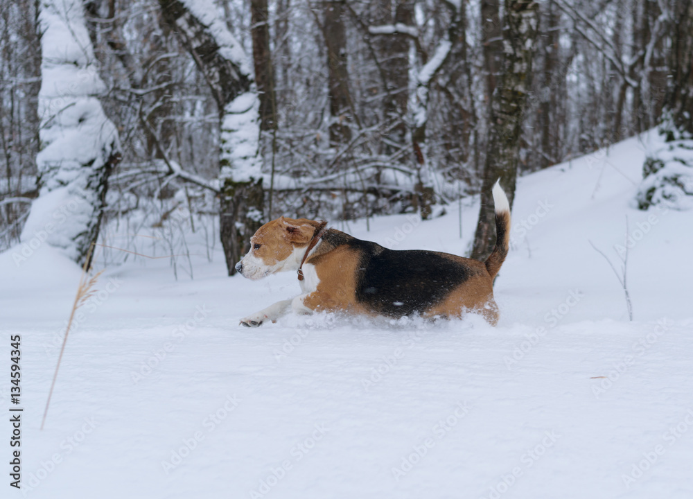 Beagle dog running in the snow Beagle dog running in the snow