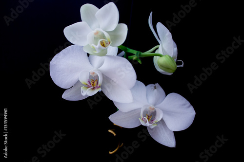 Delicate white orchids on a black background