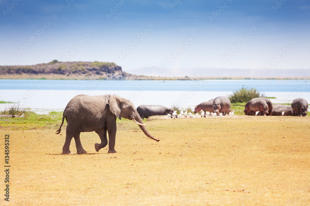 Naklejka premium Huge African elephant walking near the waterhole
