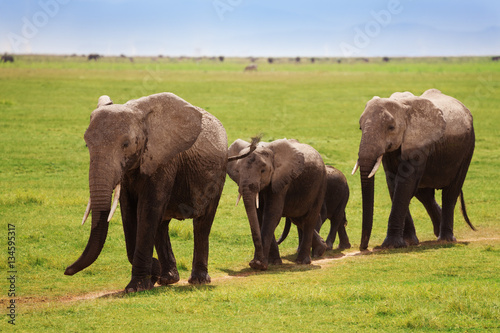 African elephants walking towards the swamps