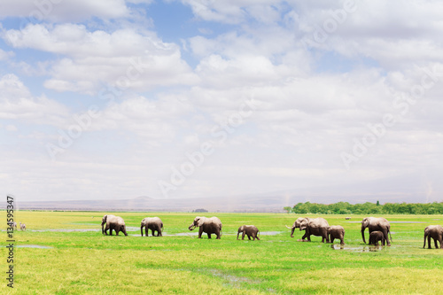 Family of African elephants walking in single file