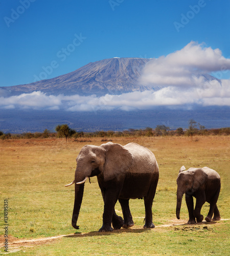 Adult African elephant with calf covered by mud
