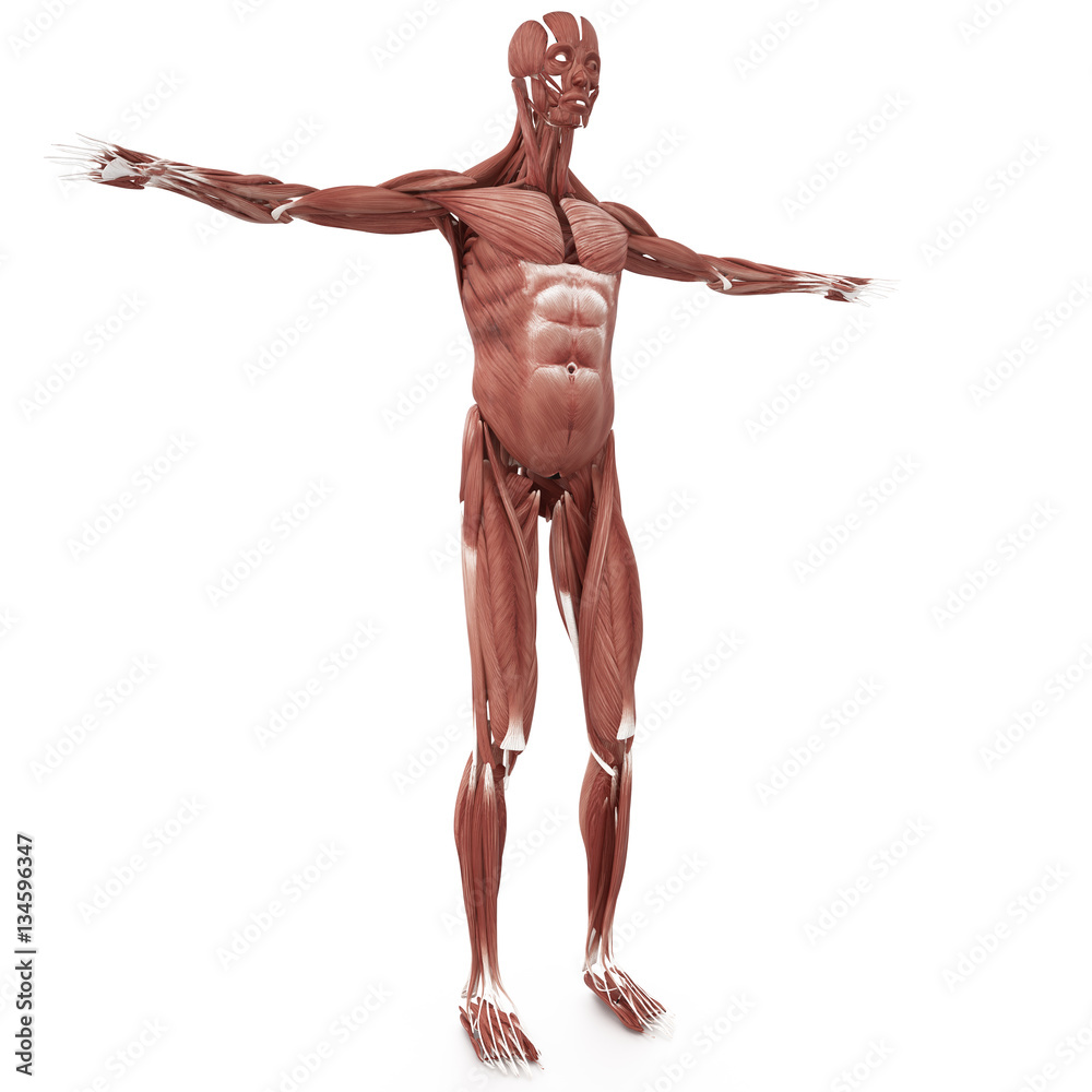 3d Man muscles anatomy isolated on white background 10k 3d Man muscles anatomy isolated on white background 10k