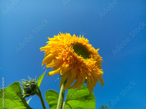 Beautiful yellow sunflower and blue sky photo