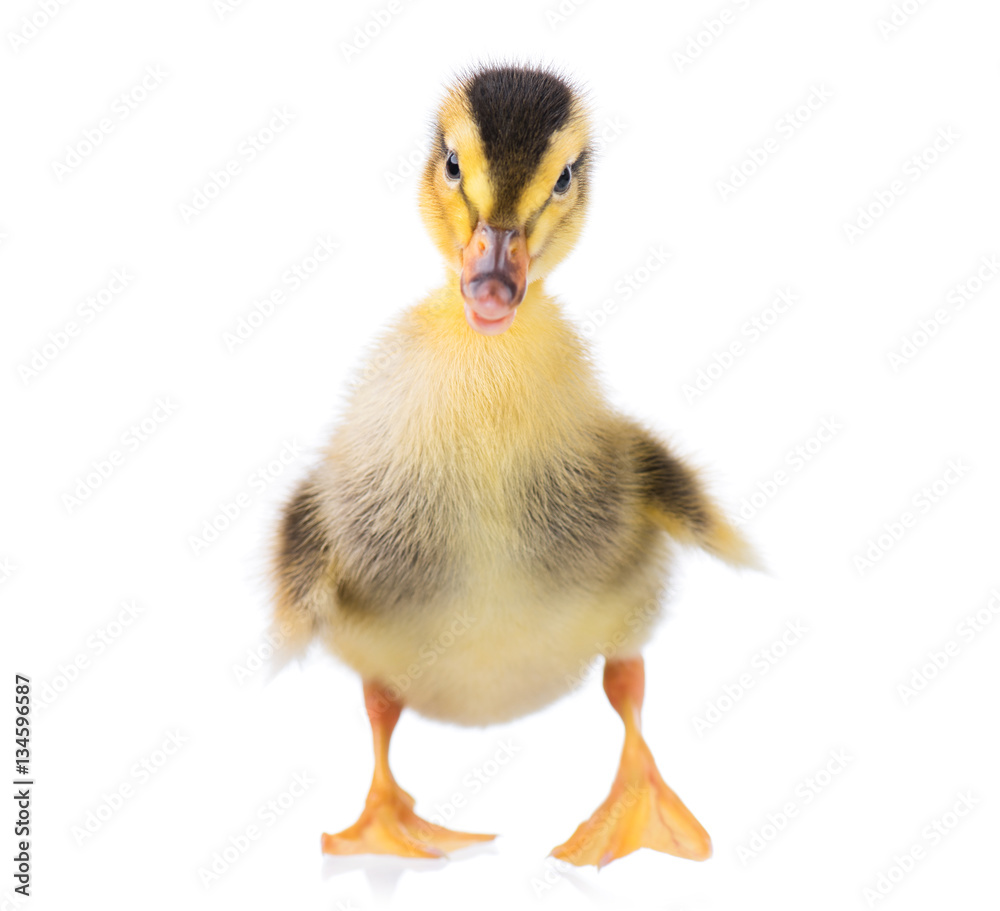 Cute little newborn fluffy duckling. One young duck isolated on a white background. Nice small bird.
