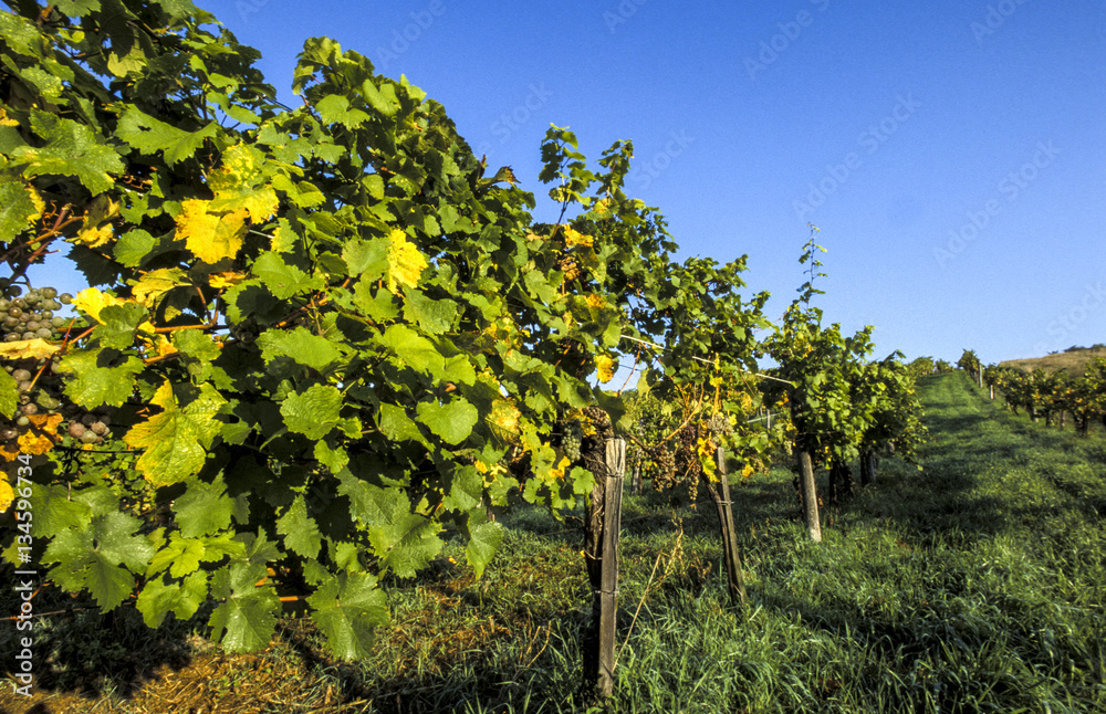 Vineyard in autum, Austria, Vienna, 19. district