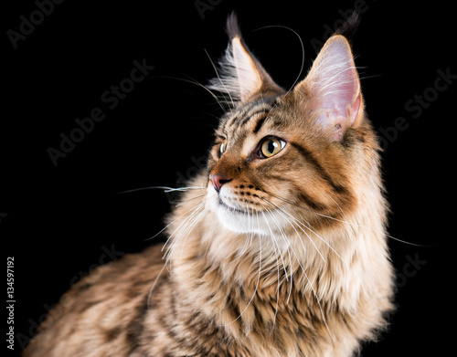 Fototapeta Naklejka Na Ścianę i Meble -  Portrait of domestic black tabby Maine Coon kitten. Fluffy kitty on black background. Extreme close-up studio shot beautiful curious young cat looking away.