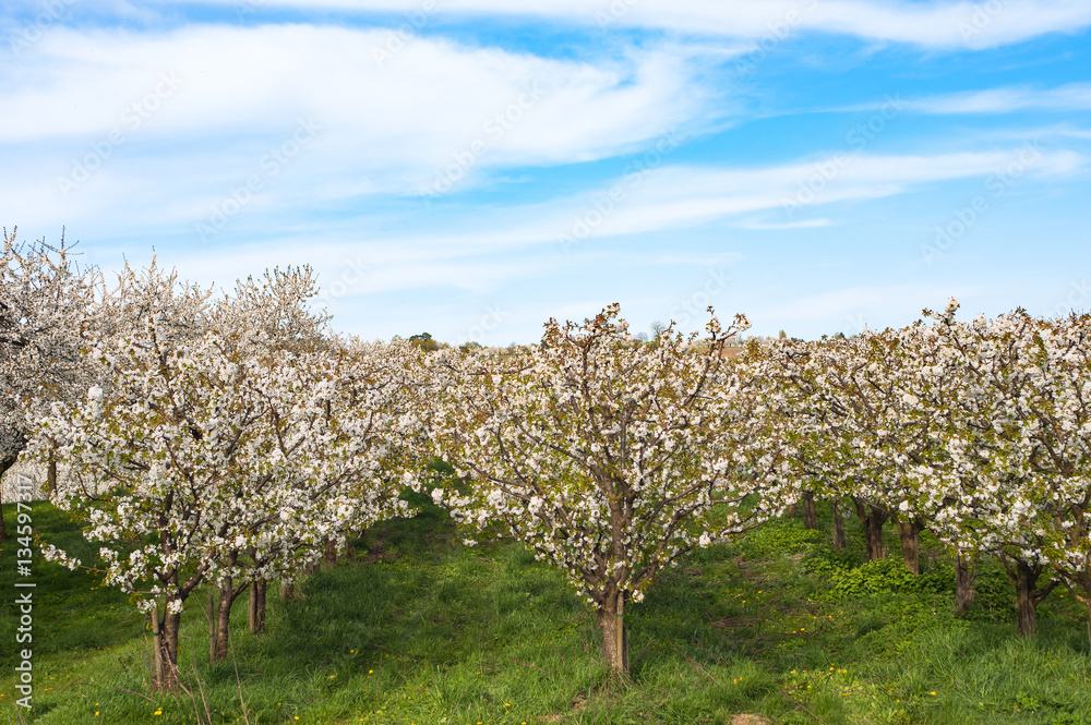 Obstgarten in Frauenstein/Wiesbaden Obstgarten in Frauenstein/Wiesbaden
