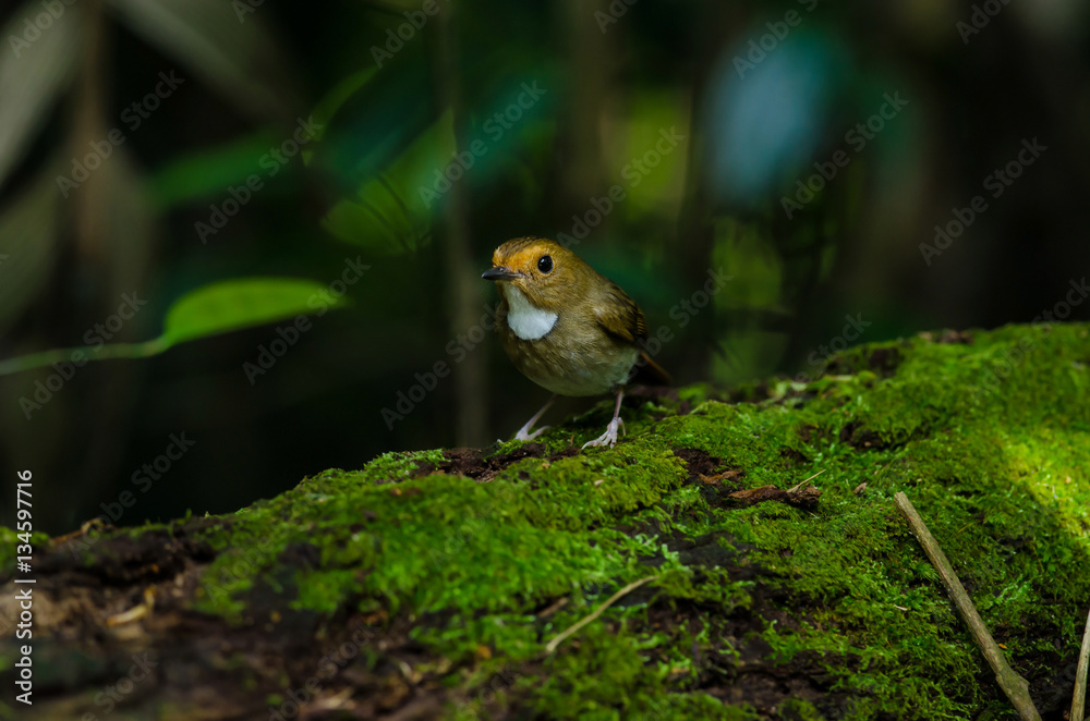 Rufous-browed Flycatcher perch on branch Rufous-browed Flycatcher perch on branch