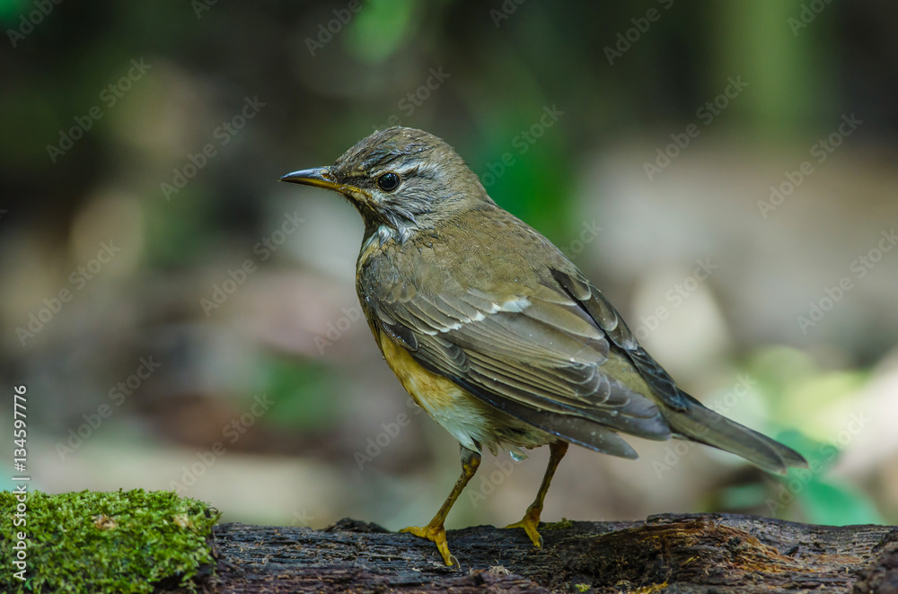 Eyebrowed Thrush Bird (Turdus obscures)
