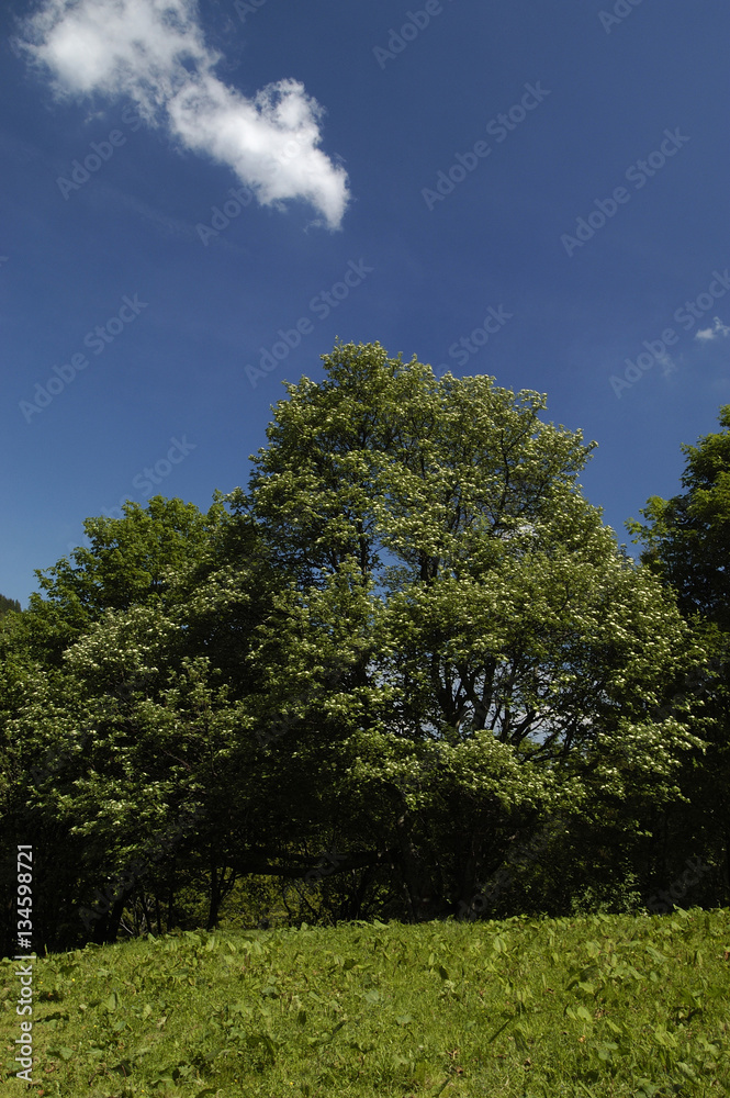 Fototapeta premium Natural riverside forest in moutain region