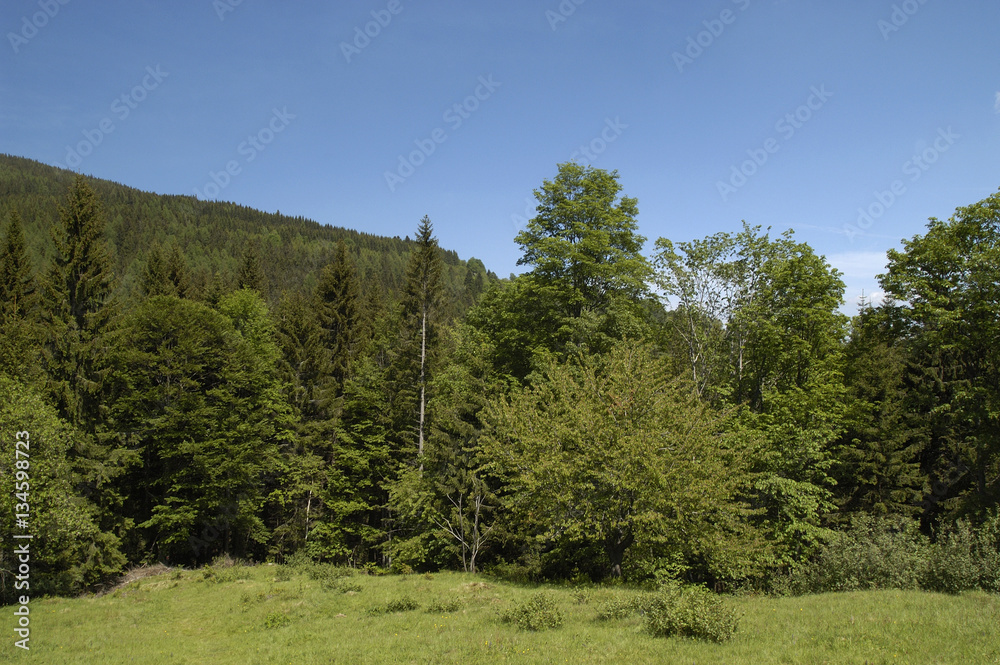 Natural riverside forest in moutain region Natural riverside forest in moutain region
