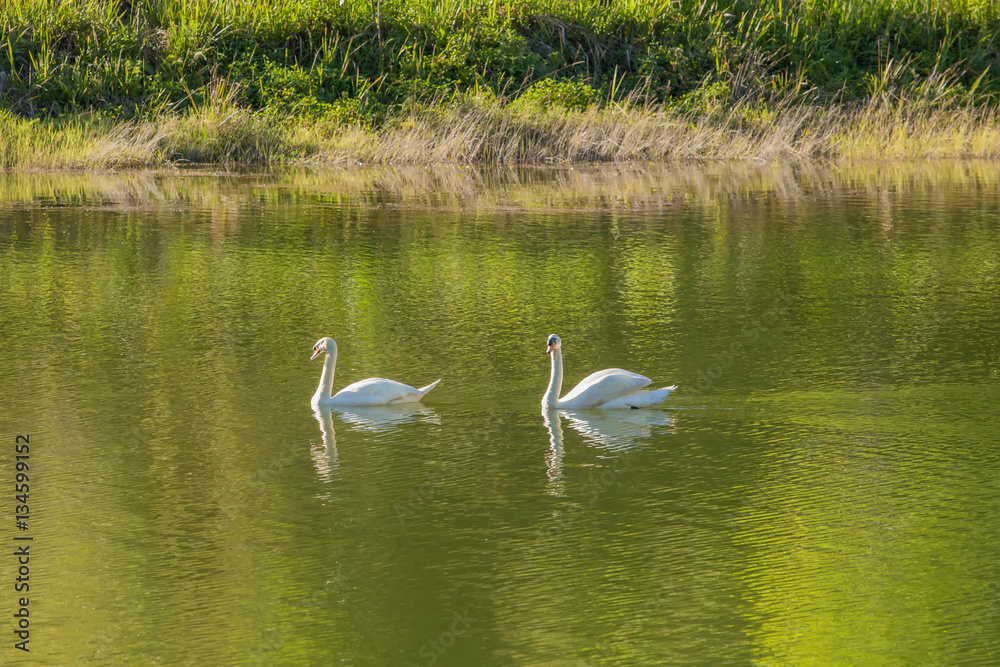 White swans on green lake in Thailand. White swans on green lake in Thailand.
