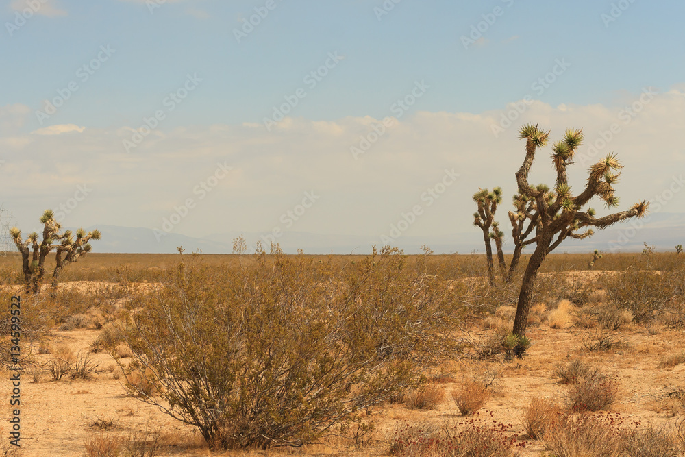 Landscape with Joshua Trees