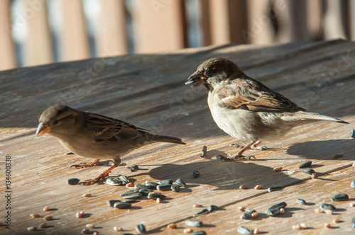 Φωτογραφία sparrows pecking grain