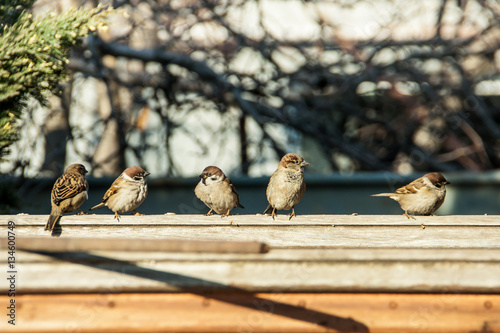 sparrows sit on the fence