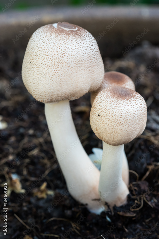 mushroom mushroom