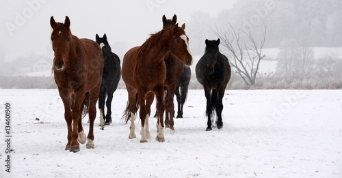 Fototapeta Naklejka Na Ścianę i Meble -  curious horses, a small herd of wild horses in snowy landscape coming straight up to you
