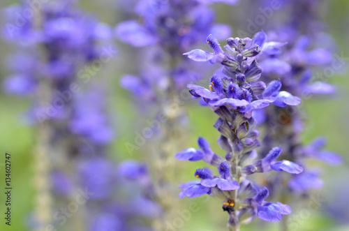 Blooming blue bugleweeds Ajuga